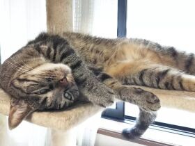 2022リラックスで賞　キジトラ猫「スカッシュ」