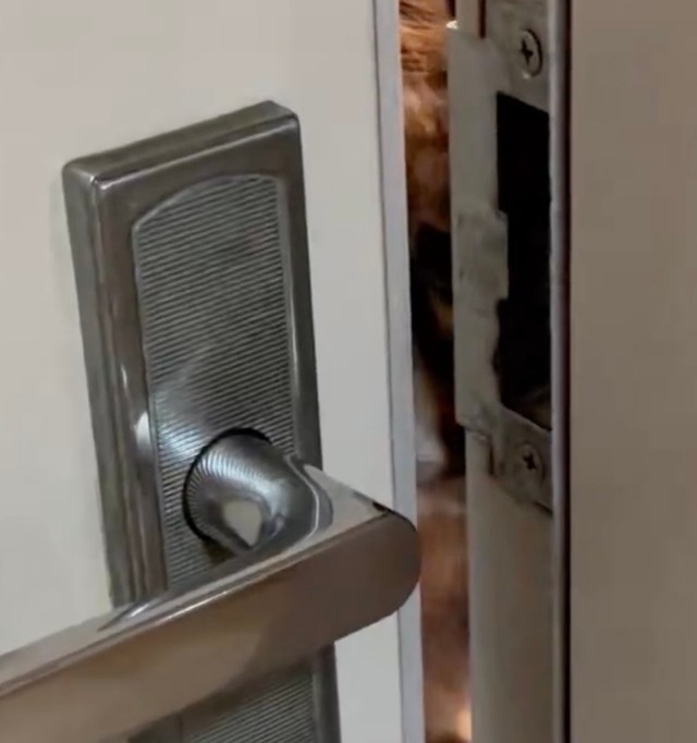 そーっとドアを開けて細い隙間から見てくるストーカーの正体とは？（動画からキャプチャー／提供：パクもりさん）