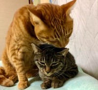 お兄ちゃん風を吹かせる、くるくん