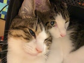 猫が重い病気で闘病、すると家族に変化が　「カマクロ」の著者が語る猫との暮らし