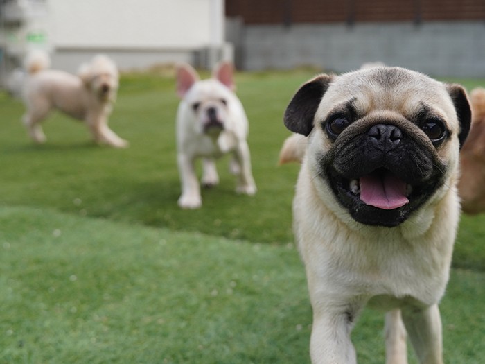 今まで７匹の犬を飼ってきた小松原さん。「どの子も障害があったり、健康上の問題を抱えている子ばかり。でも健康な犬と何ひとつ変わらない、本当に可愛い」（提供：小笠原さん）