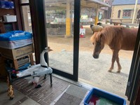 お散歩中、ガチョウのがっちゃんに会いに来たカッピー（神戸市立王子動物園提供）