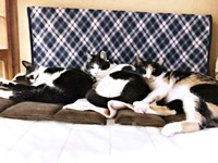 同居猫ちゃんに囲まれてくつろぐ（中央）ちもこちゃん（画像提供：ソラネコさんちさん）