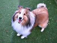 飼い主さんを見上げて笑みを浮かべるガビちゃん（画像提供：ベア&ルチェ&ガビ（まゆ）さん）