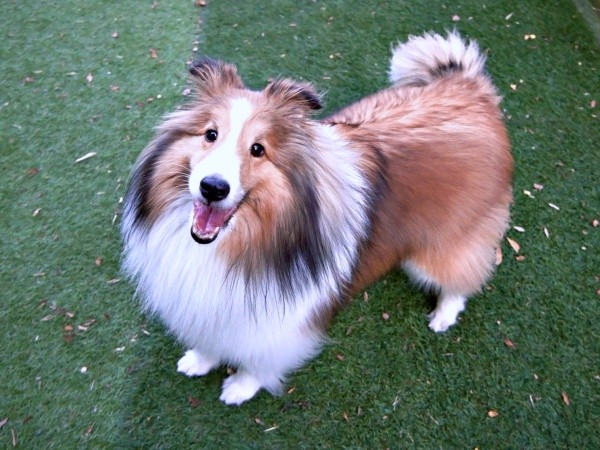 飼い主さんを見上げて笑みを浮かべるガビちゃん（画像提供：ベア&ルチェ&ガビ（まゆ）さん）