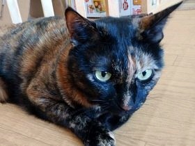猫の遊びの鉄板は段ボール　形を変えると、おとな猫も大興奮
