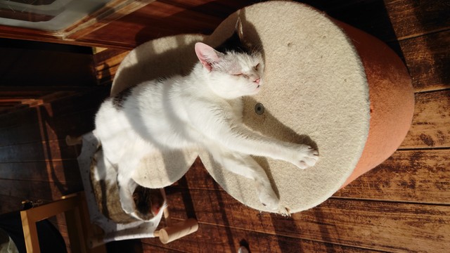 まったり過ごすことが多くなった