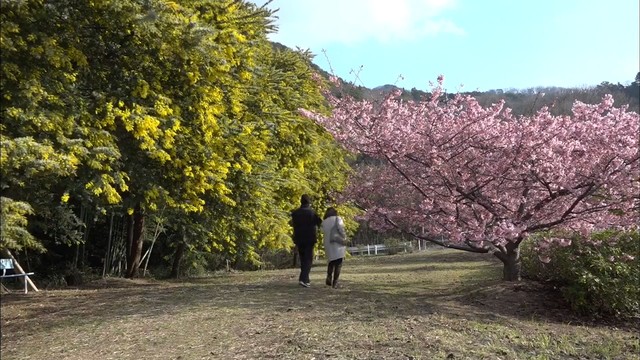 ピンクと黄色の春の花が競演　河津桜とミモザが見ごろ　香川・小豆島町