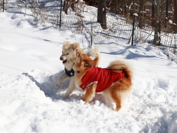 好きなだけ遊ぶがいい