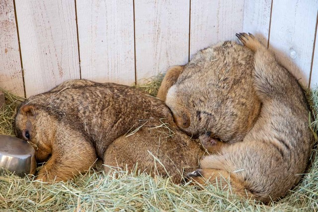 仲間同士で身体をくっつけあって重なり合う習性がある