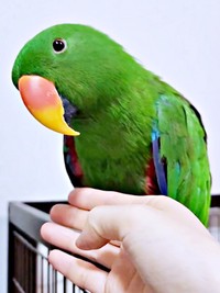 「賢いなと思いました」飼い主さんを感心させたオオハナさん（画像提供：ゴンさん）