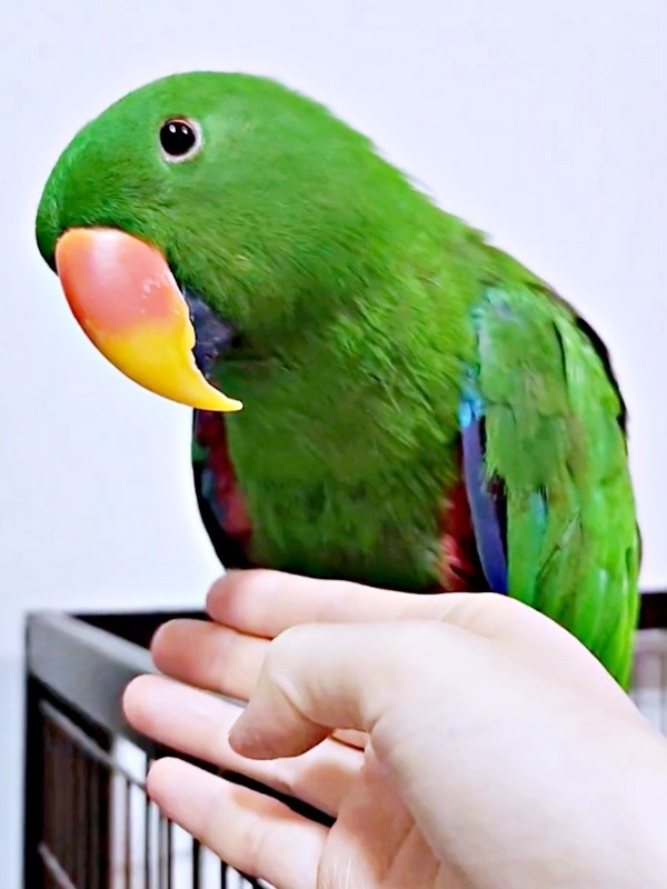 「賢いなと思いました」飼い主さんを感心させたオオハナさん（画像提供：ゴンさん）
