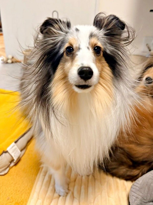 元気いっぱい♡ 次女のこいとちゃん（画像提供：こわた＋こいとさん）