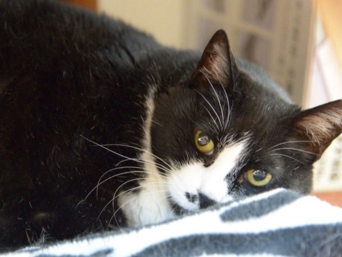 穏やかな性質の足袋「今までもこれからもハッピーよ、ずっとね」