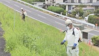 特定外来生物「オオキンケイギク」駆除へ　中国地方整備局が旭川の河川敷で成長抑制剤を初めて散布　岡山市
