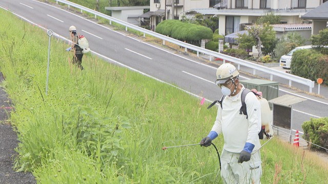 特定外来生物「オオキンケイギク」駆除へ　中国地方整備局が旭川の河川敷で成長抑制剤を初めて散布　岡山市