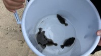 ヒラメの稚魚