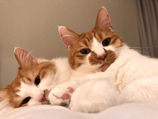 仲良く寄り添う永遠くん（右））と詩くん（左）