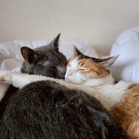 円井わんの愛猫