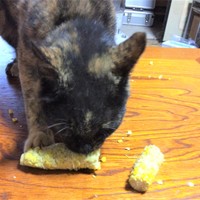 器用にお手手を使ってとうもろこしをクルクル回しながら食べていました