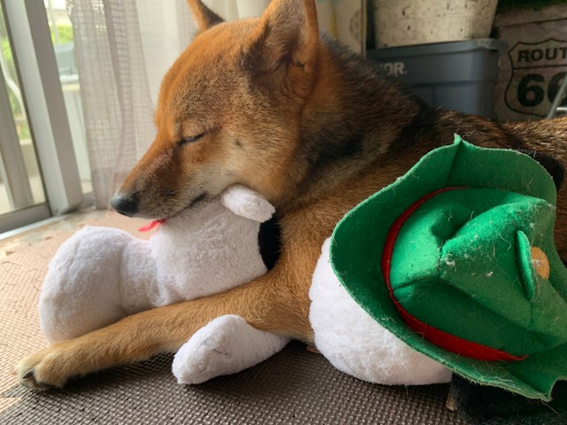 ぬいぐるみをぎゅっと抱きしめて寝る「お嬢」ちゃん（胡麻毛の柴犬｢お嬢」さんTwitterより）