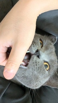 お父さんに触られるとちょっと嫌そうなたぬちゃん（提供：たぬをさん）