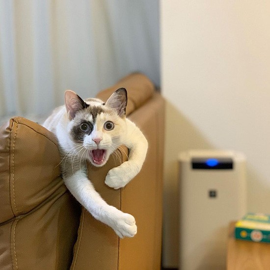 「おーい！」（しいちゃん、キャラがたってきたね）（フクハラさん提供）