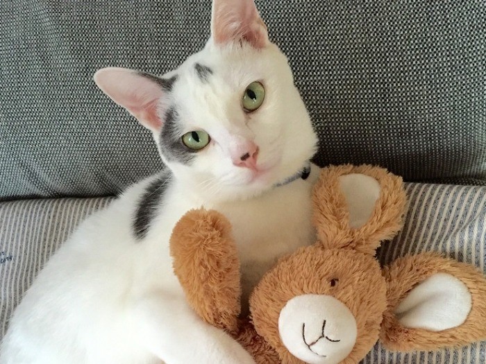 おとなになったブラン