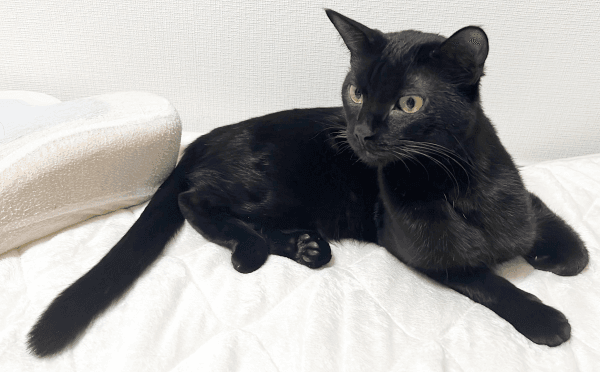 寝そべってくつろぐおはぎちゃん（画像提供：黒猫おはぎ 林遊眠@劇団ショウダウンさん）