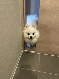 お顔だけのぞかせる天くん（画像提供：ポメラニアンの天くん！）