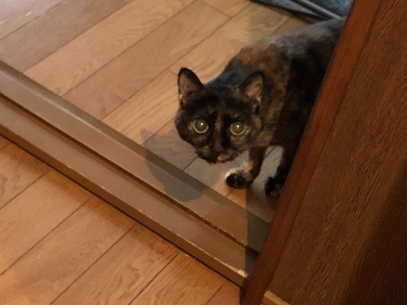 ポッポのこれ、この表情です