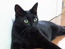 交通事故で大けがを負った子猫　懸命な治療とリハビリで快復