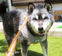 引き出し時も、サンちゃんは人間を信じているように映りました