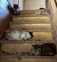 猫たちは皆、表情を失っていたという