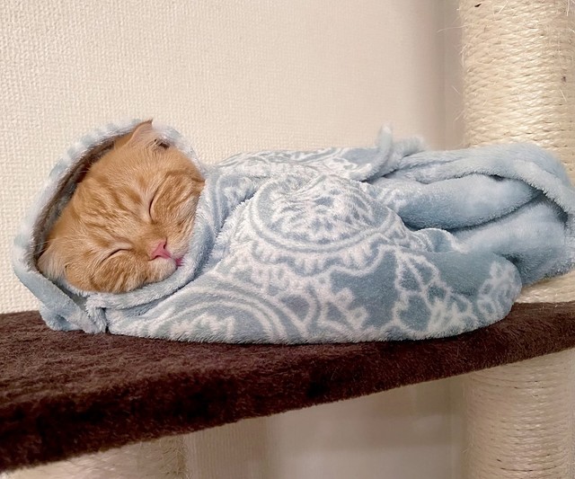 おくるみにくるまれて、すやすやと眠るひな子ちゃん（画像提供／短足マンチカン ひな子さん）