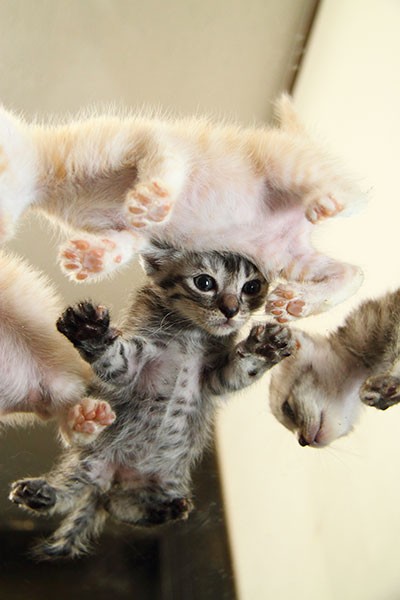 子猫ならではのぽっこりおなかも見放題！