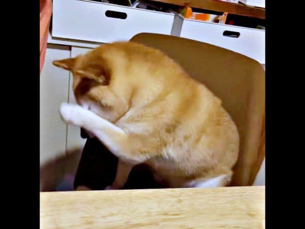 吠えちゃったーー自分を落ち着かせるように顔をちょいちょいするゆずさん（画像提供：ゆず9 ぽんず6さん）