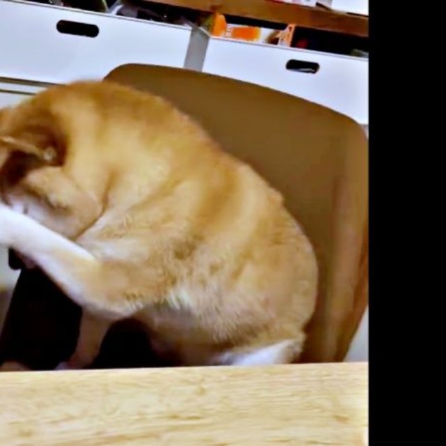 吠えちゃったーー自分を落ち着かせるように顔をちょいちょいするゆずさん（画像提供：ゆず9 ぽんず6さん）