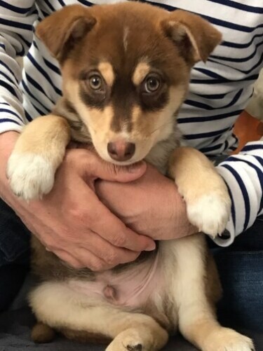 家にきたころの「次郎」