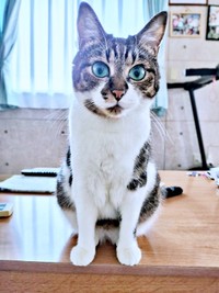 2024年9月16日、うちの子記念日を迎えたてつおくん（画像提供：まりてつさん）