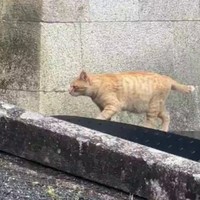 寺院内で猫を発見。 ※荒城祥善さんのX動画より抜粋、一部トリミング