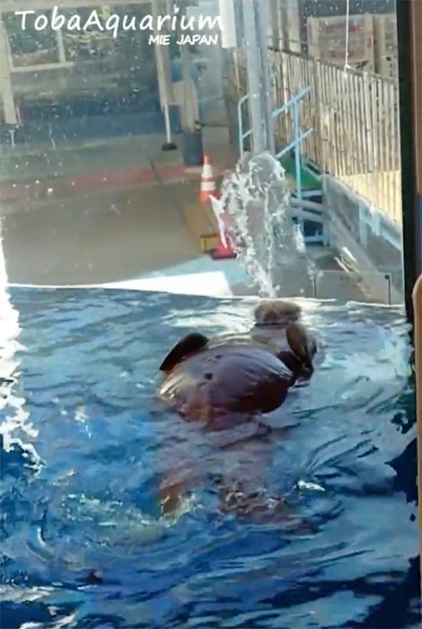 自主練も欠かしません？（提供：鳥羽水族館）