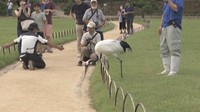 タンチョウの園内散策　岡山後楽園