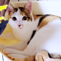 お迎えまもないころ、不安げな表情を浮かべる桜ちゃん（画像提供：恵美子with三毛猫桜 時々旦那さん）