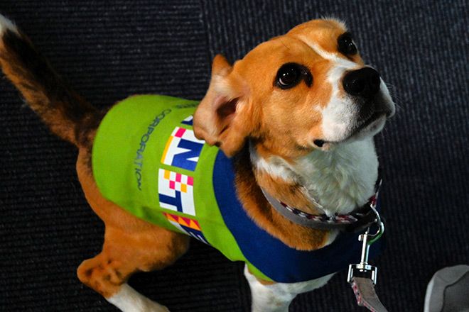 Demand for bedbug-sniffing dogs soars at hotels in Japan