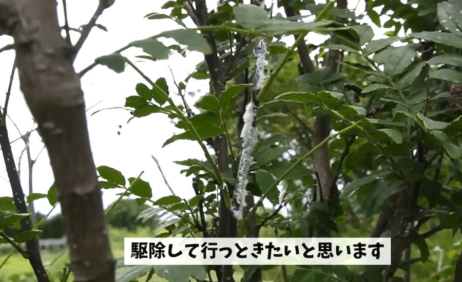 吉瀬農園さんの山椒の枝に付着した白いふわふわとしたものが「チュウゴクアミガサハゴロモ」の産卵痕（動画からキャプチャー：YouTubeチャンネル「吉瀬園芸」）