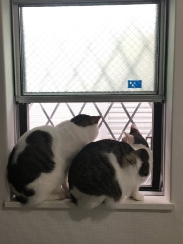 表を見ながら相談中「今日の晩酌はどっちがつきあう？」「吉太に任せる」「えっ」