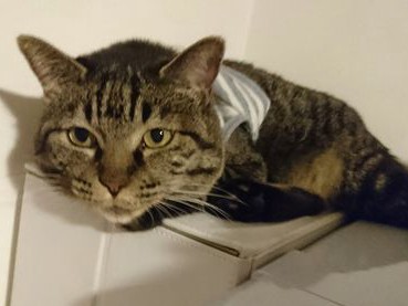 猫に薬を飲ませるには？　長い闘いの始まり