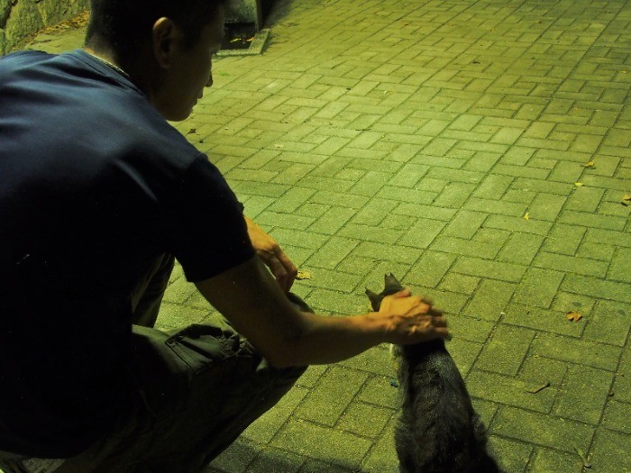 亀井さんが「ひめ」と呼んでいる温和な雌猫。