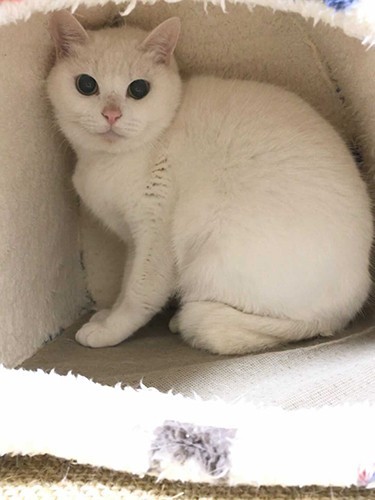 家に来たころの「ミカヅキ」